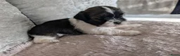 Shih Tzu dogs for sale: Shih Tzu puppys in Woodbridge - Advert 10