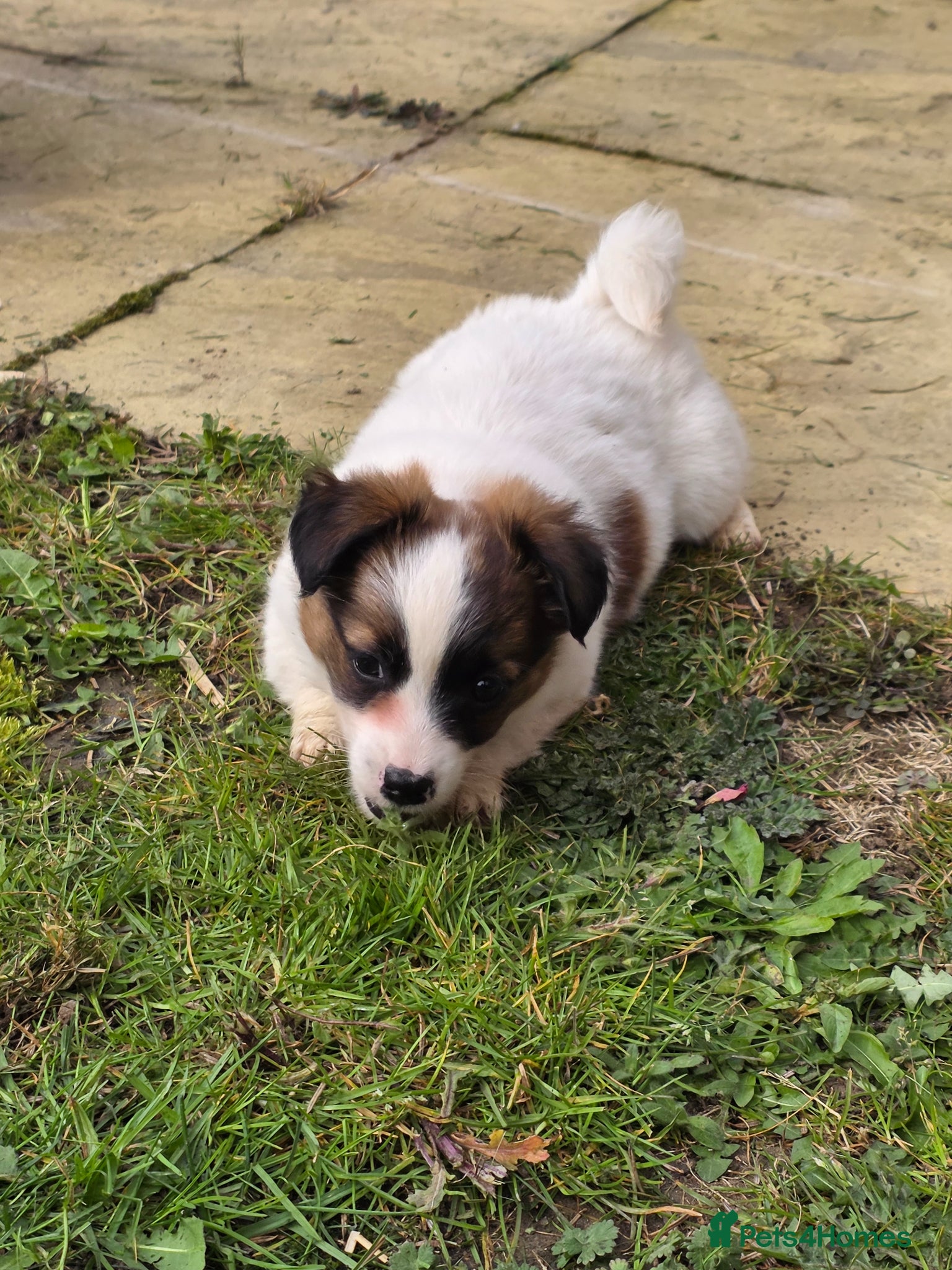 Mixed Breed dogs Jack Russell cross puppies - Advert 21