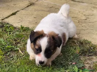 Mixed Breed dogs Jack Russell cross puppies - Advert 21