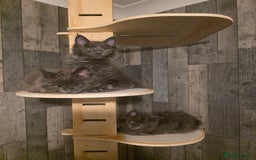 Maine Coon cats for sale: Maine Coon kittens avaliable - Image 20