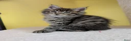 Maine Coon cats for sale: TICA Registered Maine Coon Kittens  - Advert 13