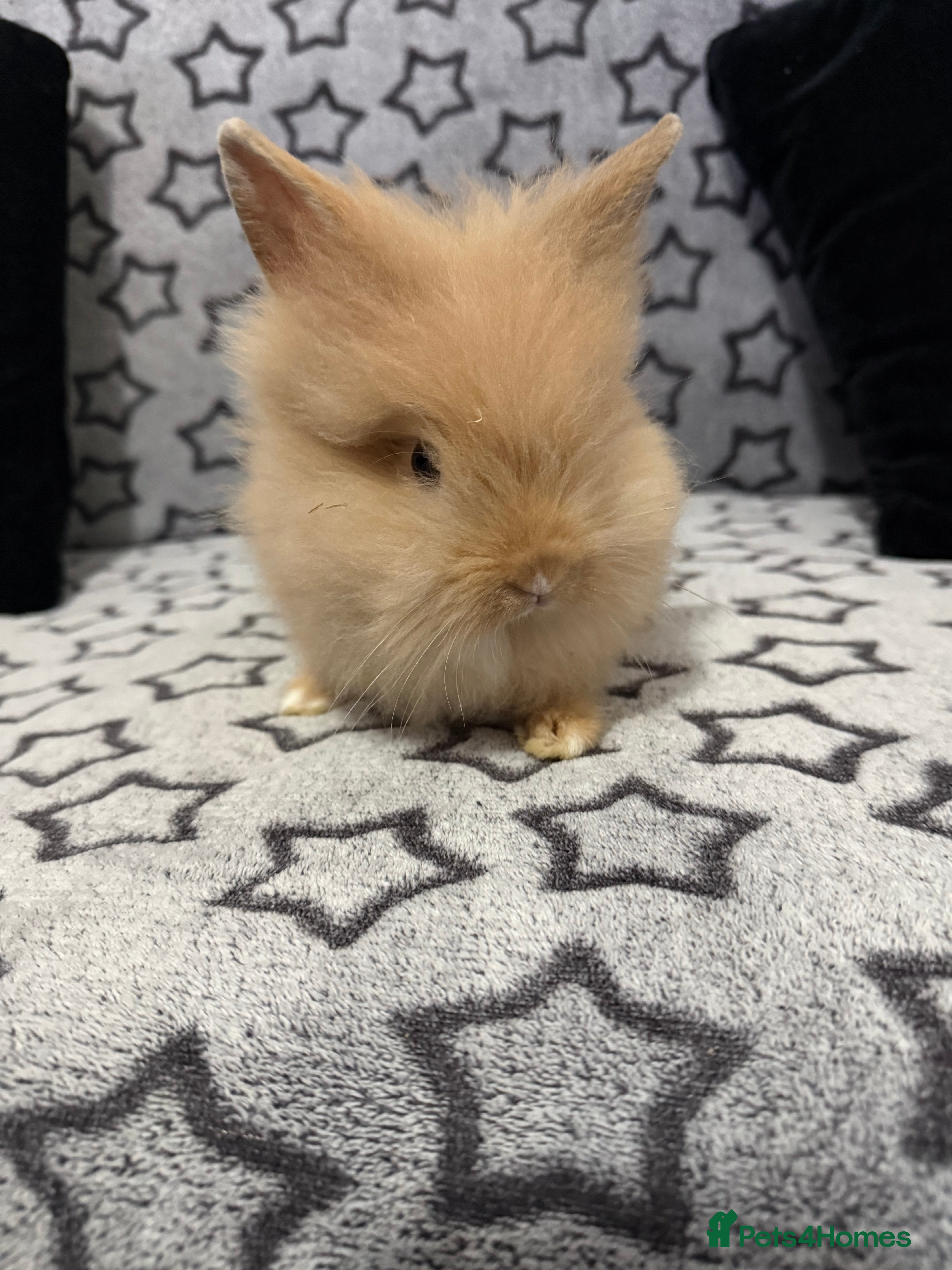 Mini Lop rabbits Mini lop for sale - Advert 2