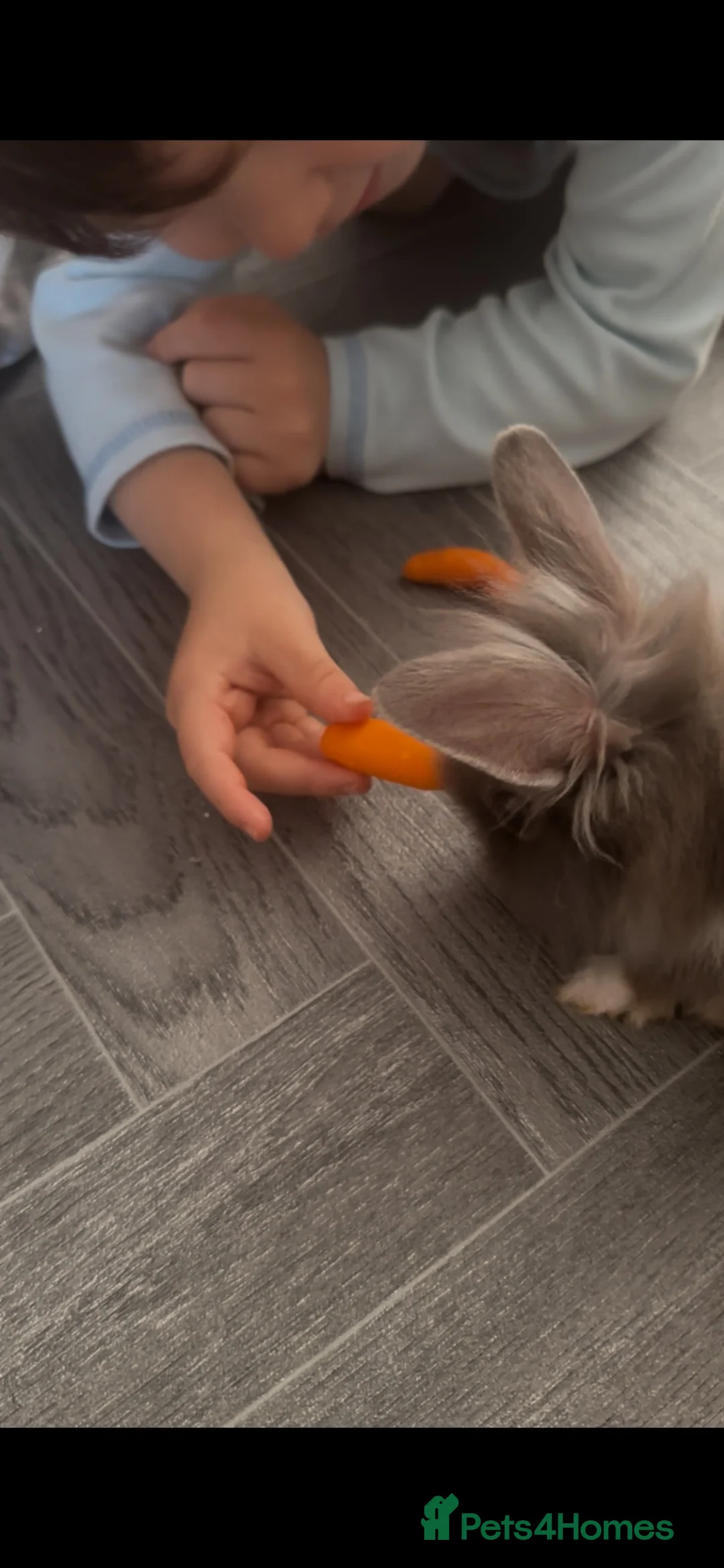 Lionhead rabbits for sale: Baby lionhead rabbit with cage + more  in Plymouth - Advert 2