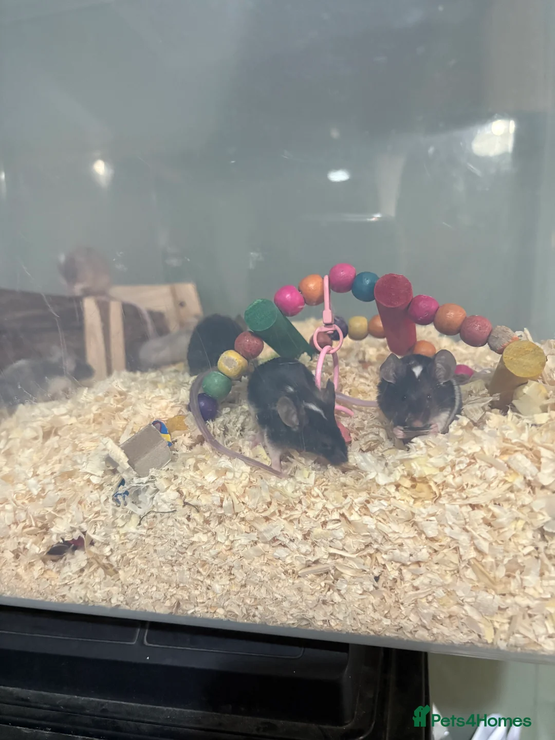 Mouse rodents for sale: Mixed fancy  mice - Advert 2