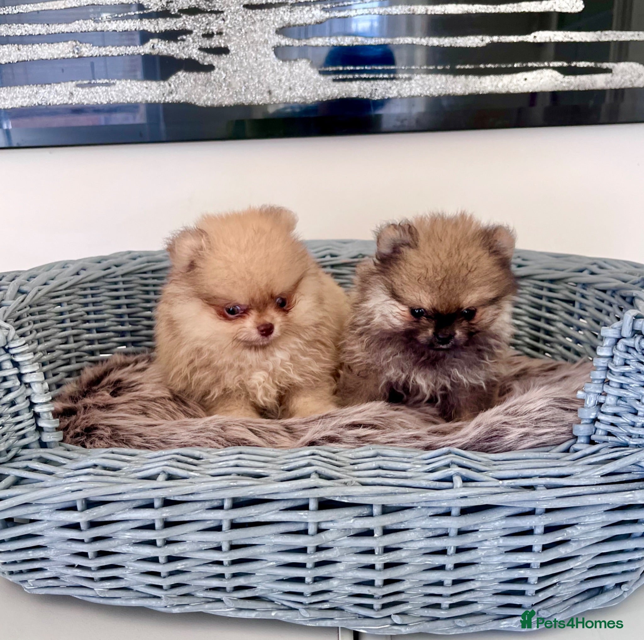 Pomeranian dogs 🔥Outstanding 450gr at 8 weeks🐻🏆 - Advert 2