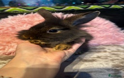Mixed Breed rabbits for sale: Netherland dwarf and lionhead mixed bunnies - Image 23