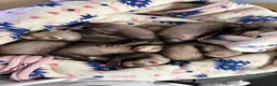 Ferret rodents for sale: Stunning Ferret. Kits  - Advert 2