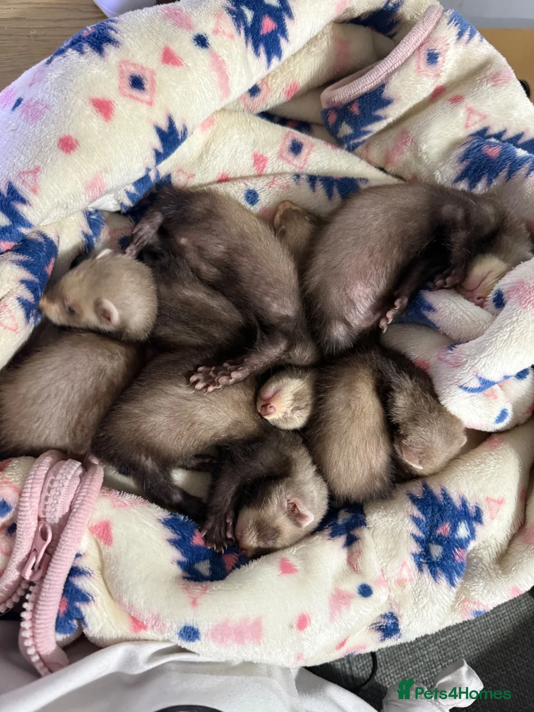 Ferret rodents for sale: Stunning Ferret. Kits  - Advert 2