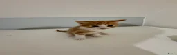 Mixed Breed cats for sale: Beautiful kittens for sale in London - Advert 17