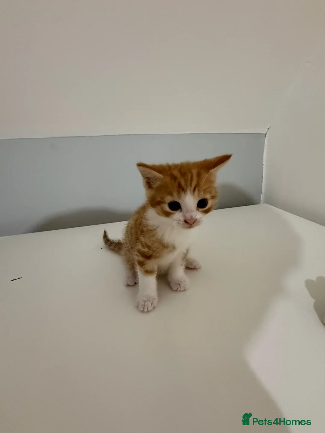 Mixed Breed cats for sale: Beautiful kittens for sale in London - Advert 17