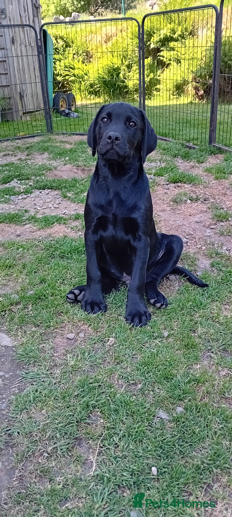 Labrador Retriever dogs Remaining puppy of 8 KC reg, adorable, Black pups  - Advert 2