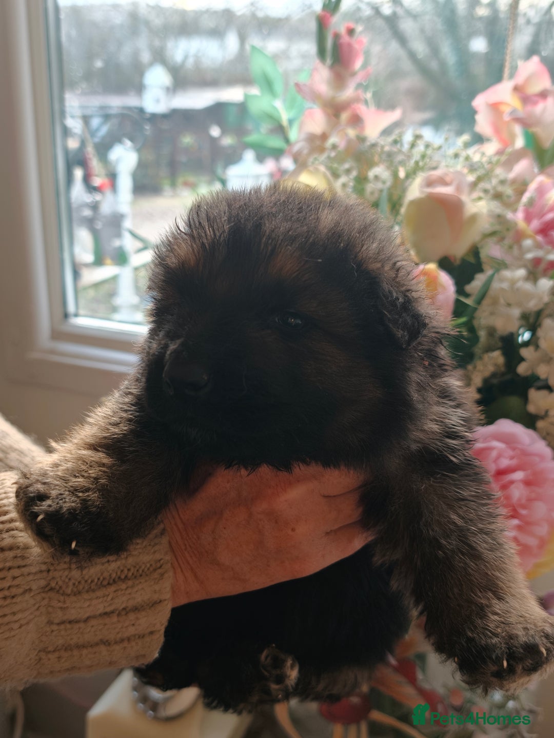 German Shepherd dogs for sale: German Shepherd Puppies - Advert 8