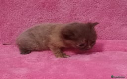 Mixed Breed cats for sale: Beautiful Kittens Available  - Image 1