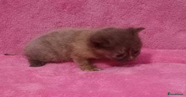 Mixed Breed cats - Advert 8