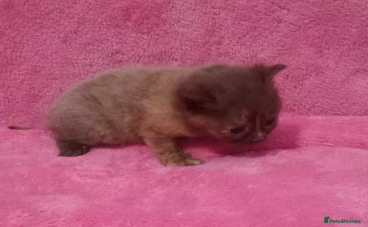 Mixed Breed cats - Advert 4