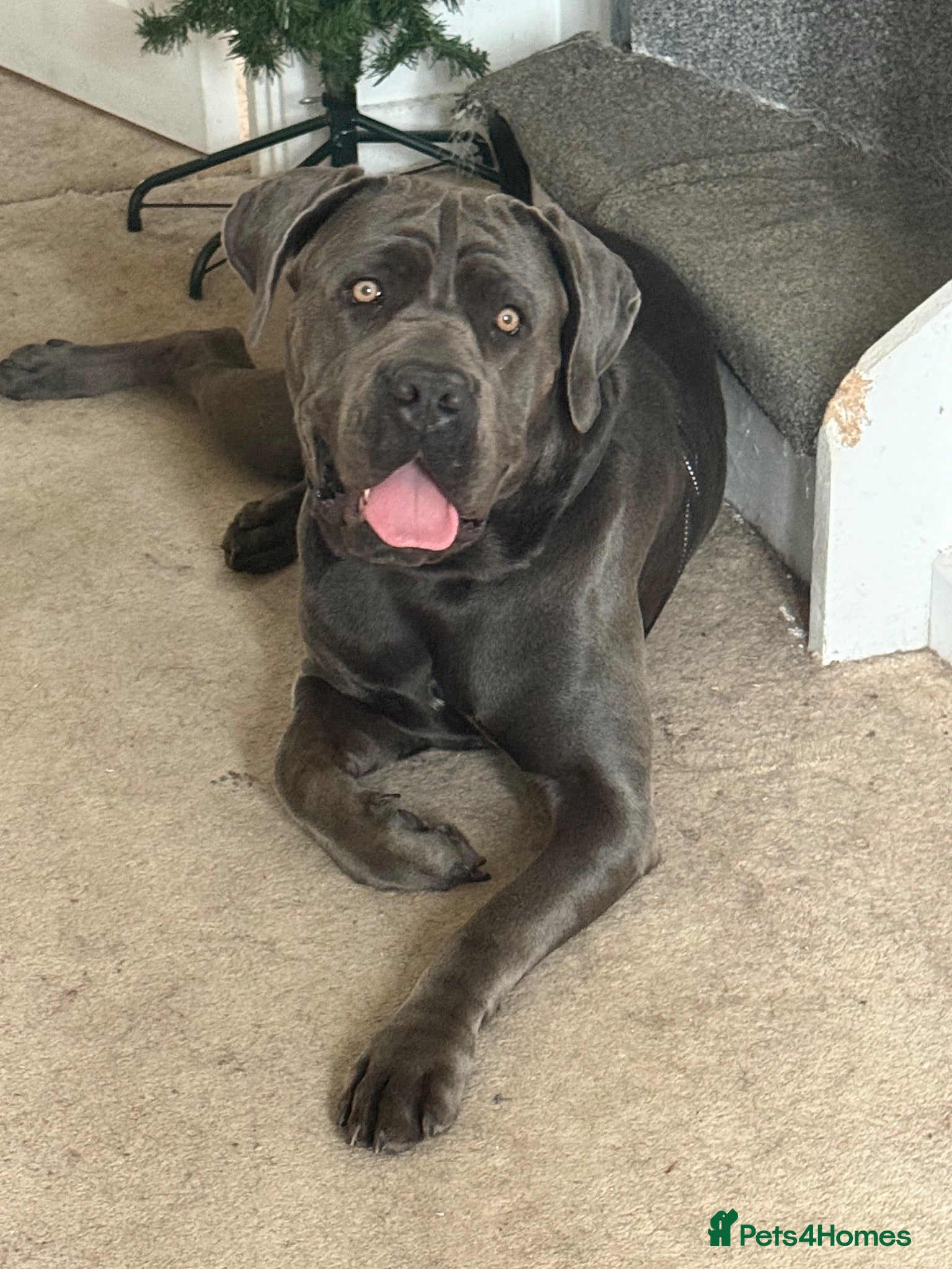 Cane Corso dogs Rehomeing cancorso urgent need rehoming 500£ - Advert 16