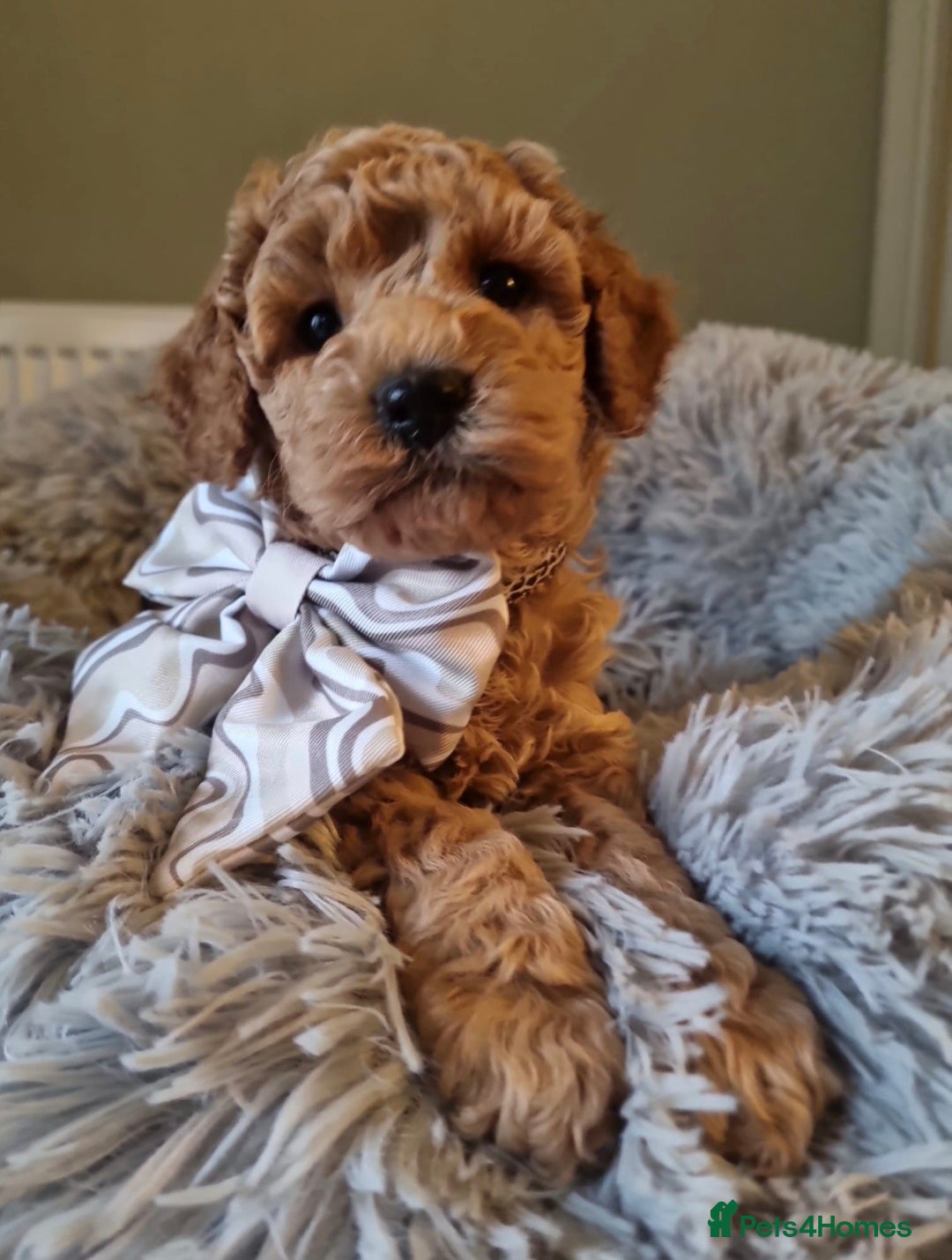 Maltipoo dogs  Miniature hypoallergenic Maltipoo Pups for sale - Advert 9