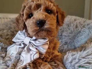 Maltipoo dogs Miniature hypoallergenic Maltipoo Pups for sale - Advert 9