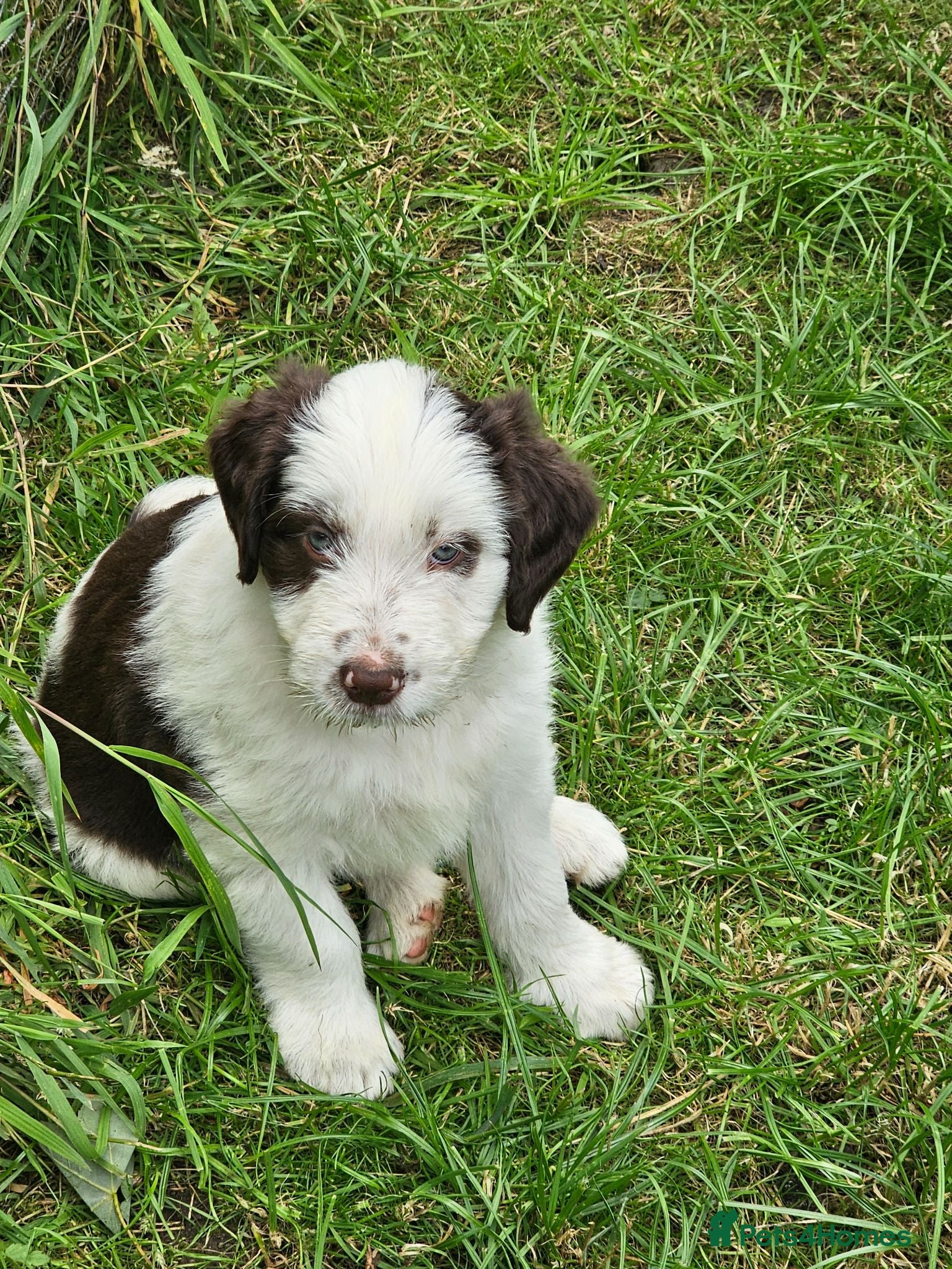 Bordoodle dogs Handsome doodle boy pups - Advert 2