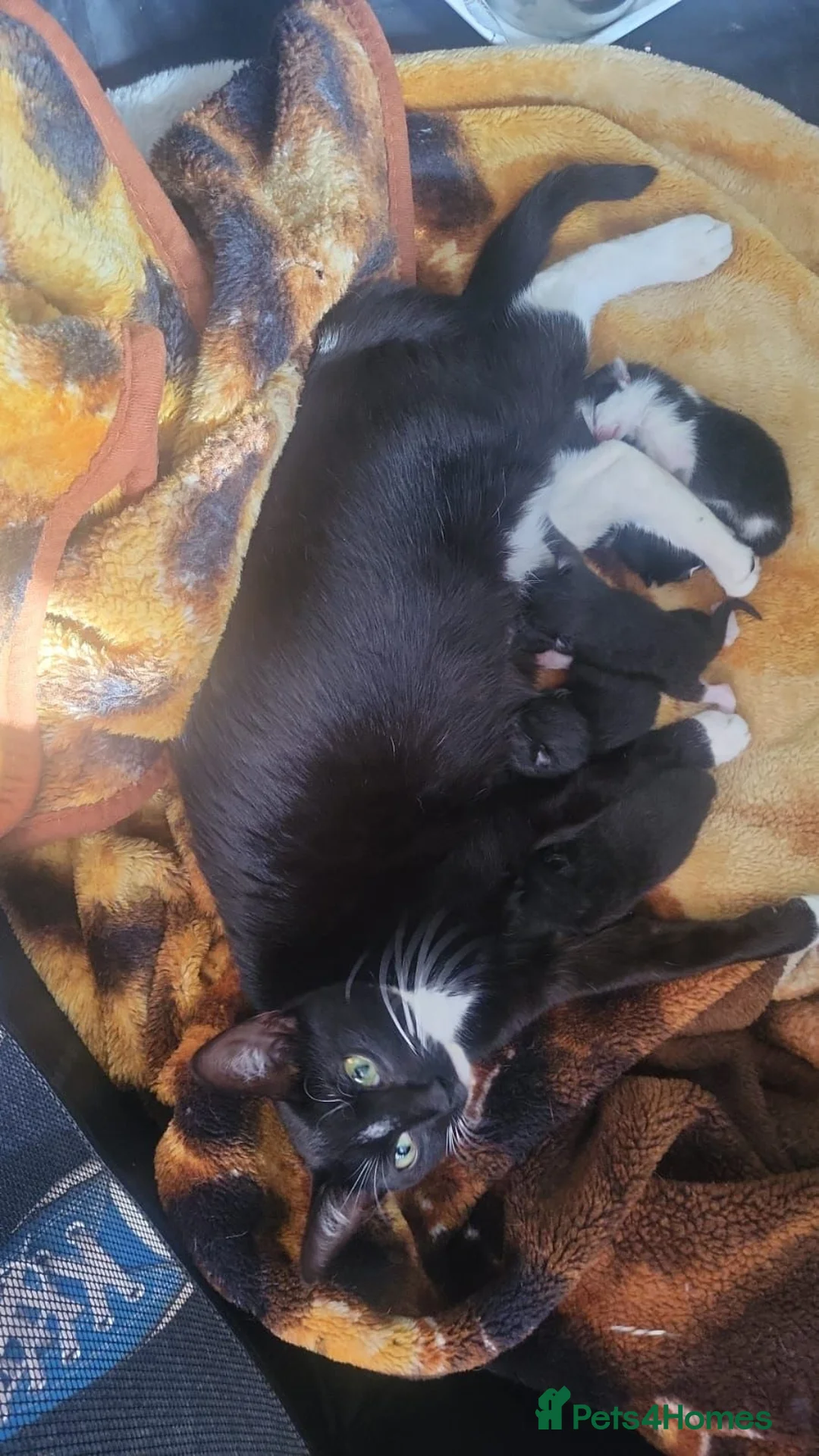 Mixed Breed cats for sale: Kiki, spayed female young cat  - Advert 8