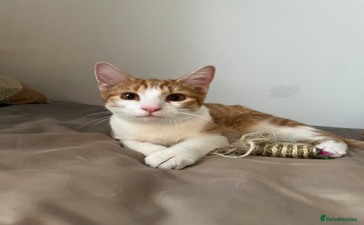 Mixed Breed cats - Advert 6