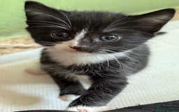 British Shorthair cats for sale: 4 kittens  - Image 1