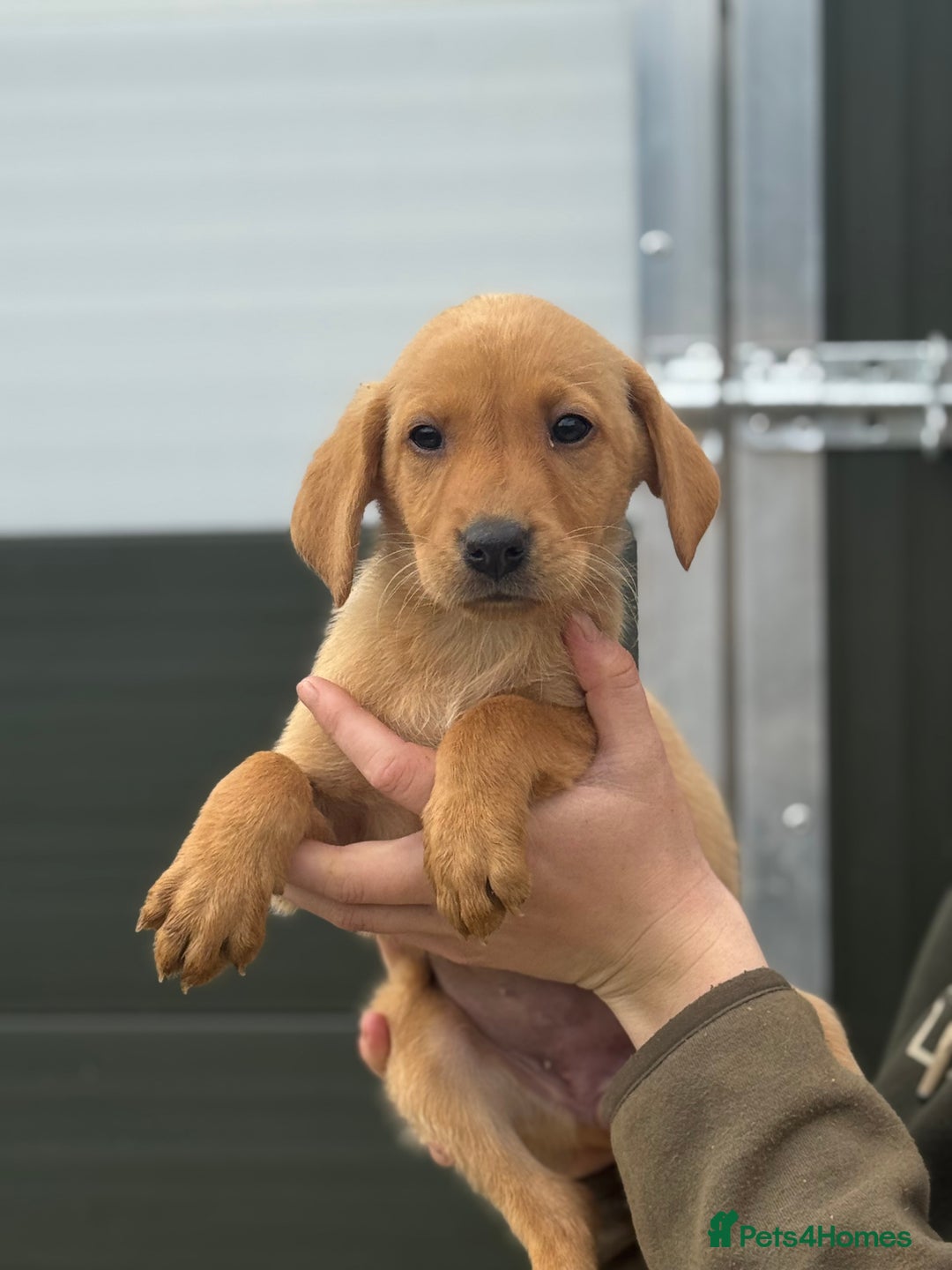 Labrador Retriever dogs for sale: Labrador pups looking for their forever home🏡  - Image 7