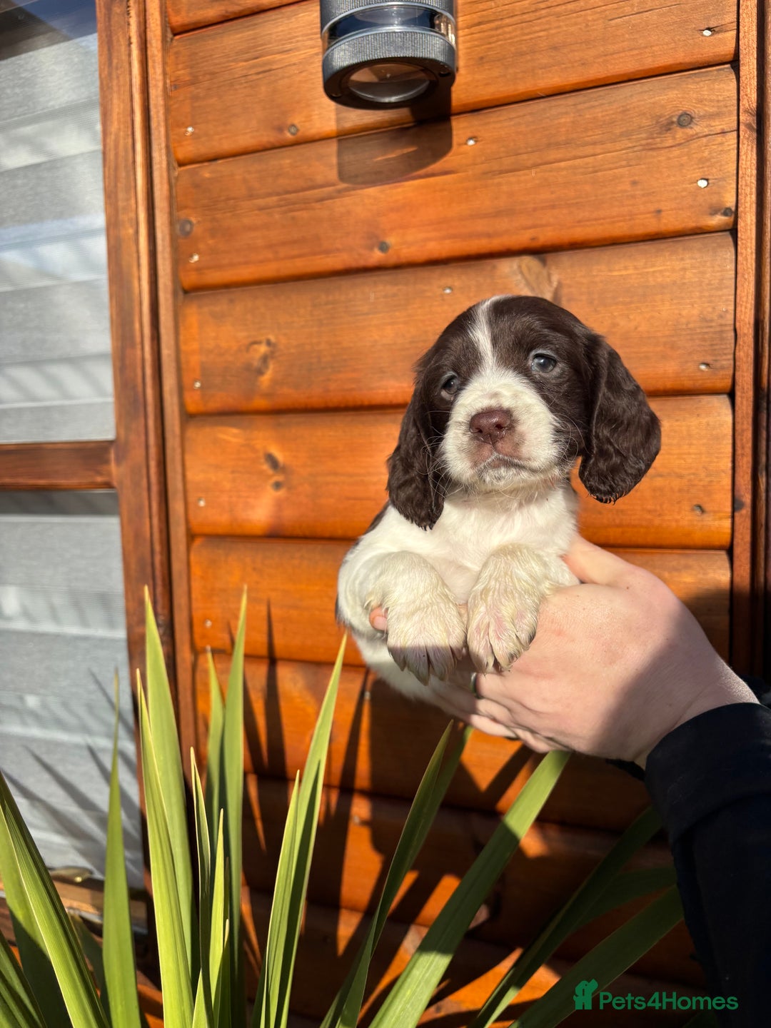 Cocker Spaniel dogs for sale: Cocker spaniel puppies  - Advert 4