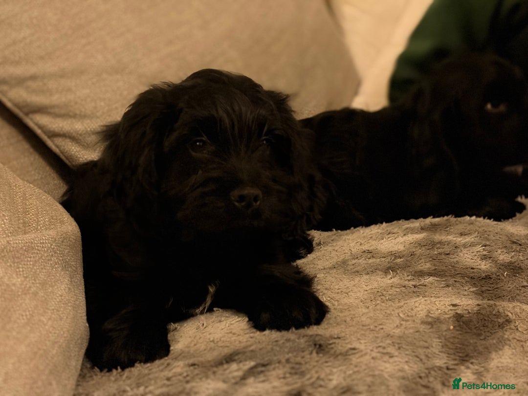 Cockapoo dogs for sale: Cockapoo X Coker spaniel  - Advert 13