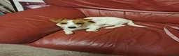 Jack Russell dogs for sale: Betty. 6 months old. in Leyland - Advert 5