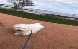 Bichon Frise dogs for sale: Bichon frise 4 year old male stud for sale - Image 10