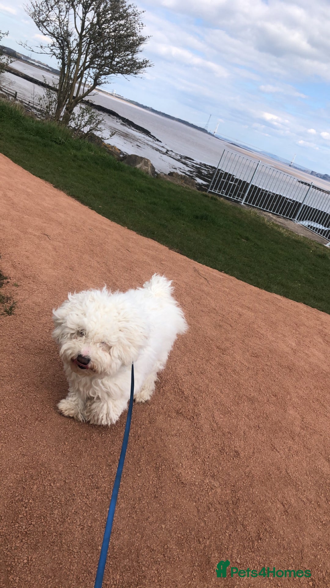 Bichon Frise dogs for sale: Bichon frise 4 year old male stud for sale - Image 10