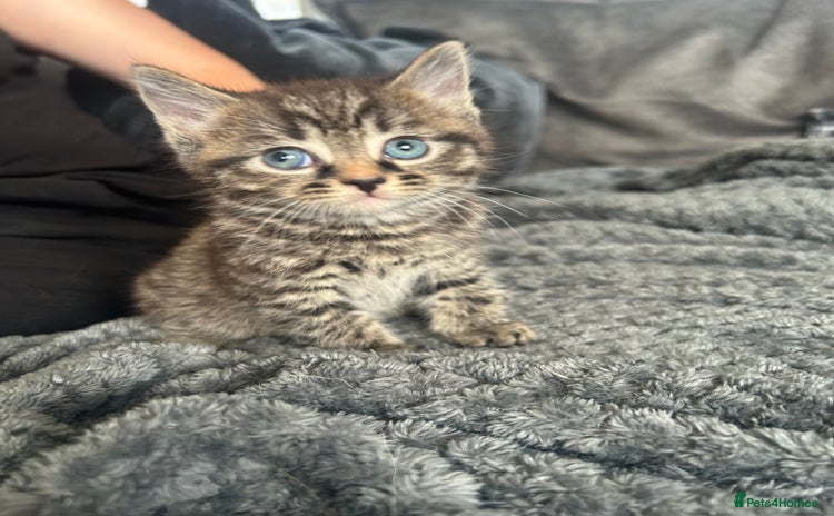 Mixed Breed cats - Advert 2