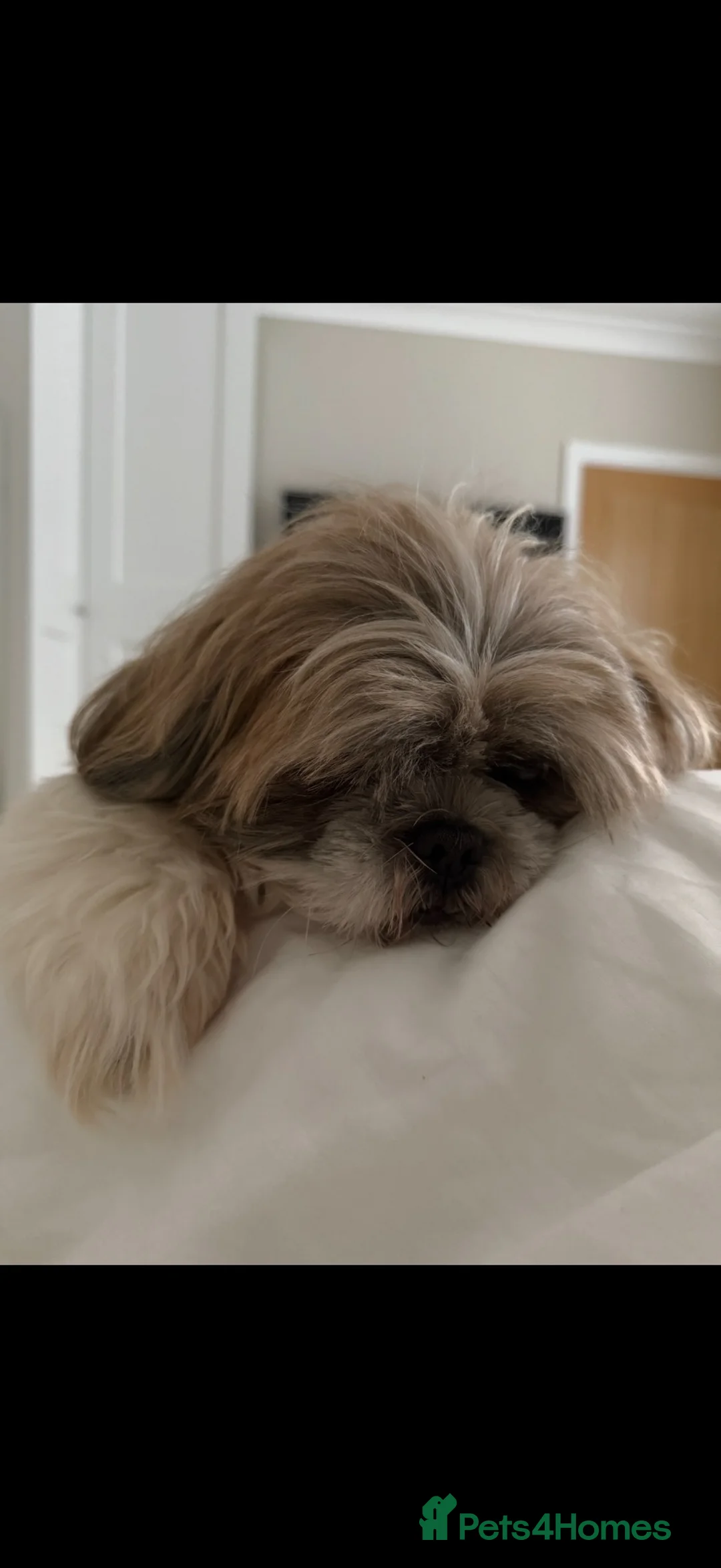 Lhasa Apso dogs for sale: Tibetan Lhasa Apso Brindle puppies  - Advert 11