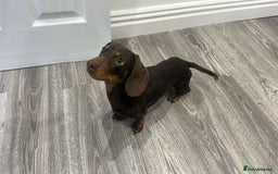 Miniature Dachshund dogs for sale: Miniature Dachshund for sale - Advert 2