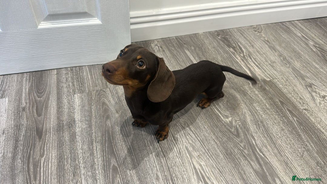 Miniature Dachshund dogs for sale: Miniature Dachshund for sale - Advert 2