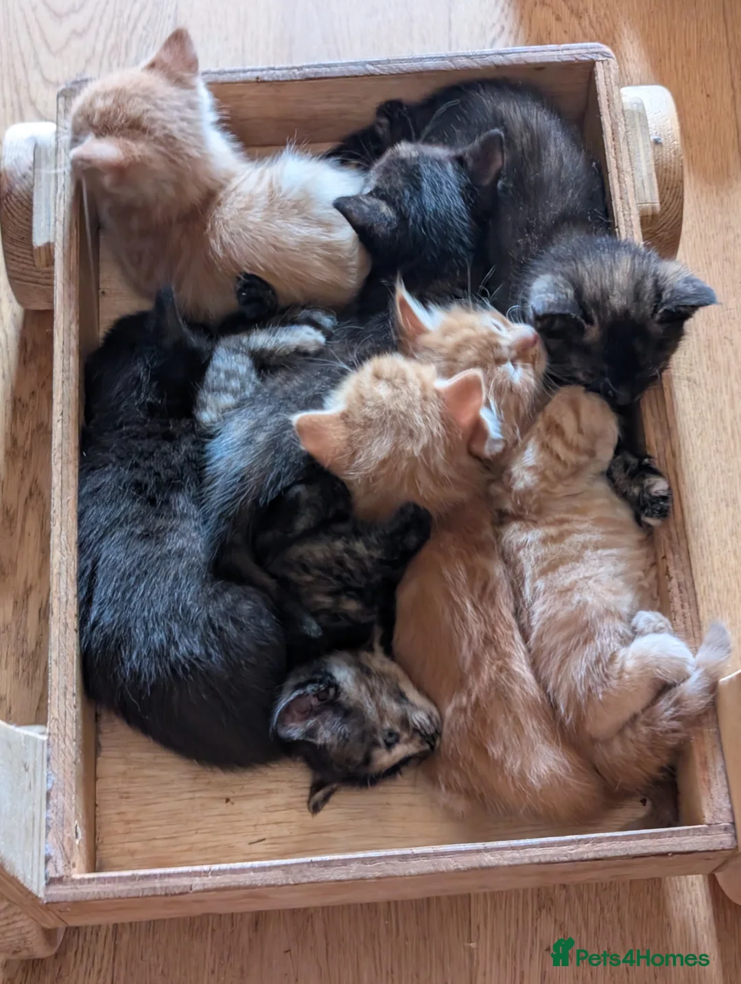 Mixed Breed cats for sale: 1 boy kitten: shadow tabby with white chest. in Taunton - Advert 18