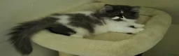 Persian cats for sale: Persian Long-Haired Male Kitten for a Loving Home - Advert 3