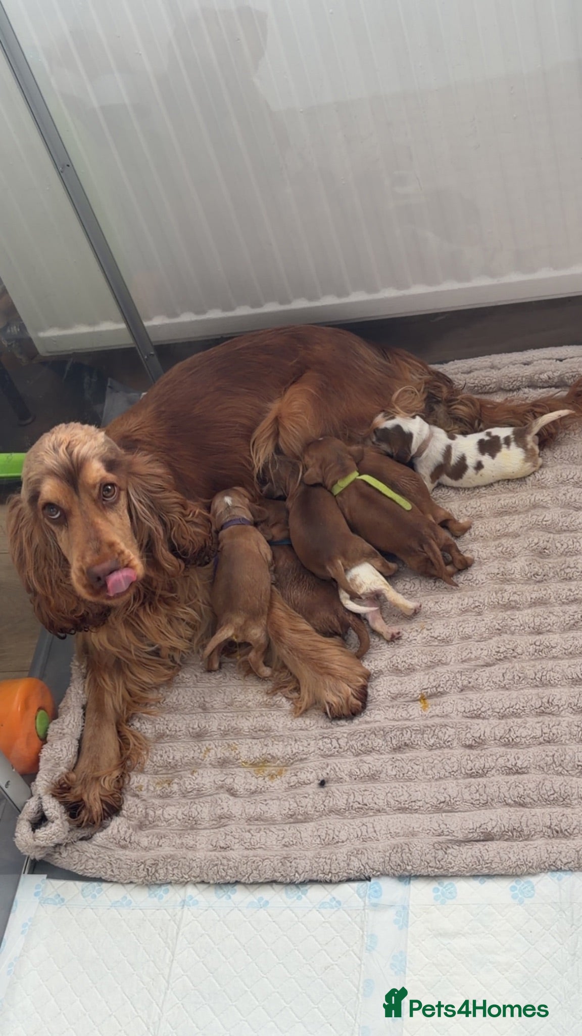 Cocker Spaniel dogs ⭐️⭐️⭐️⭐️kc registered show cocker spaniels⭐️⭐️⭐️⭐️ - Advert 1