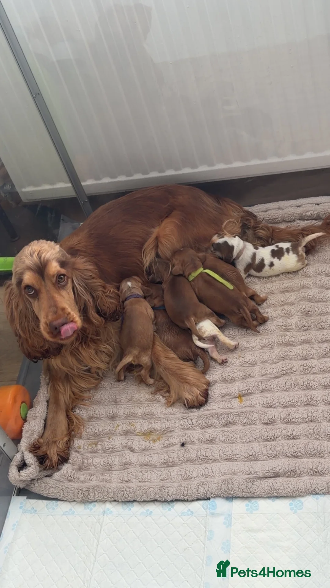 Cocker Spaniel dogs for sale: ⭐️⭐️⭐️⭐️kc registered show cocker spaniels⭐️⭐️⭐️⭐️ in Stockton-on-Tees - Advert 1