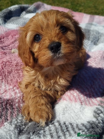 Miniature Cavapoo puppies for sale | Pets4Homes