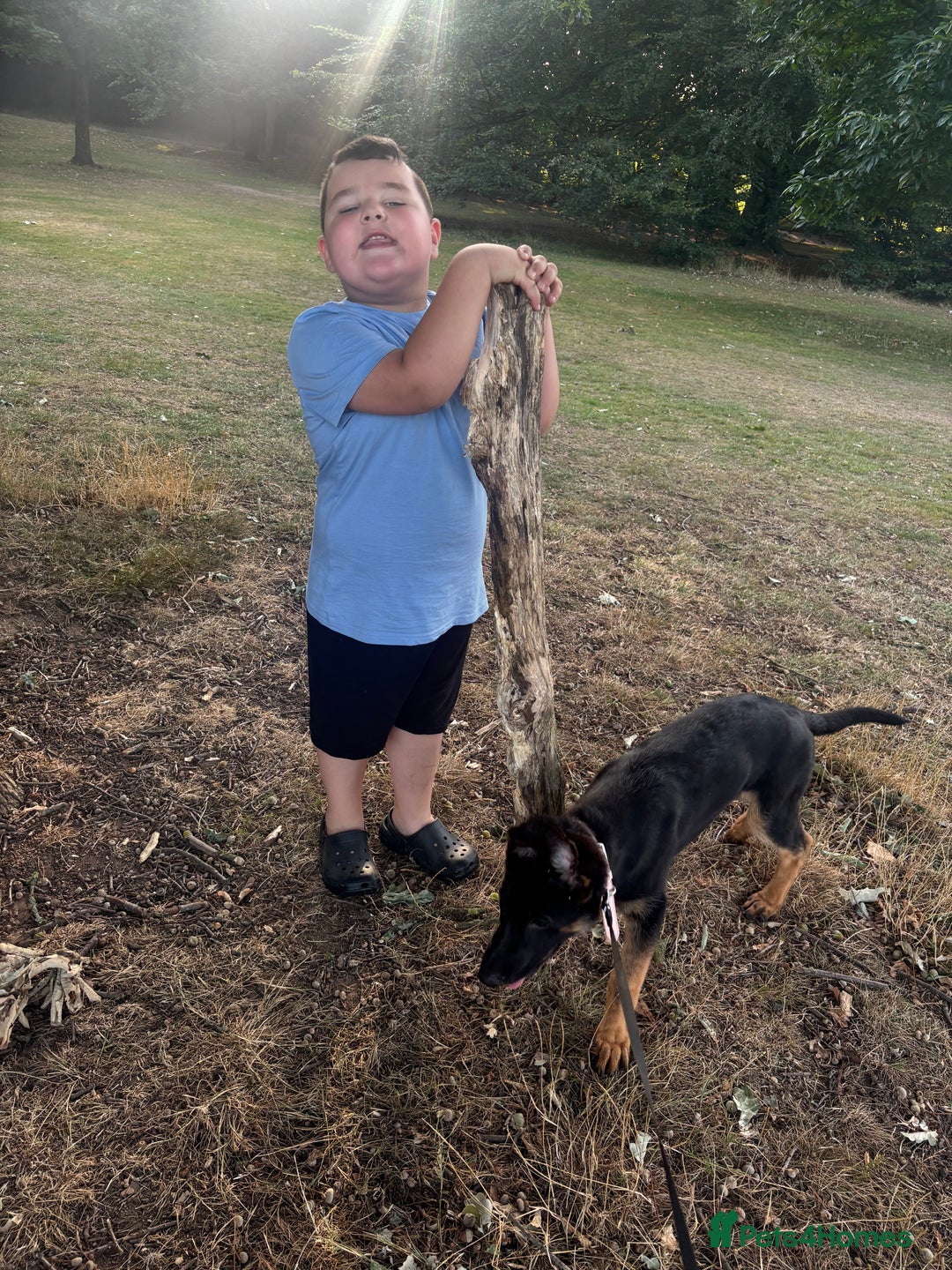 German Shepherd dogs for sale: Skylar - Image 3