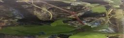 Stick Insects invertebrates for sale: Stick insects  in Borehamwood - Advert 3