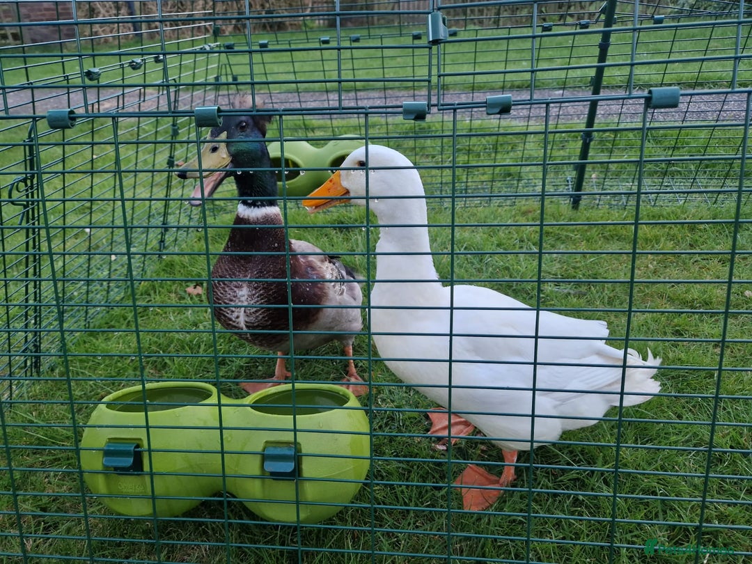 Ducks poultry for sale: Runner Duck x Khaki Campbell - Image 3