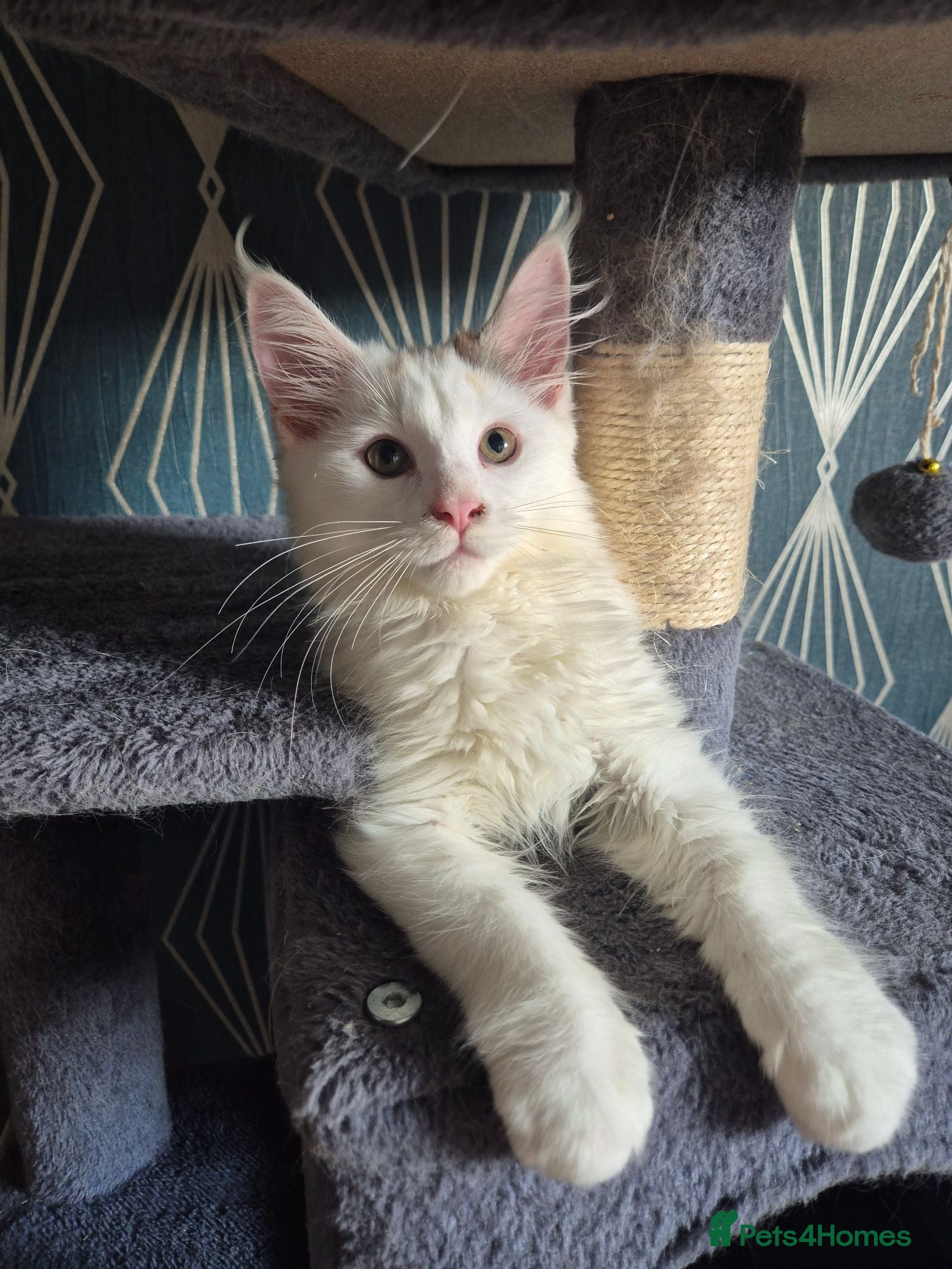 Maine Coon cats Tica Registered Kittens 1 GIRL LEFT - Advert 1