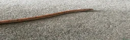 Corn Snake reptiles for sale: Healthy Adult Corn Snake (male) + Large Vivarium in Ashford - Advert 6