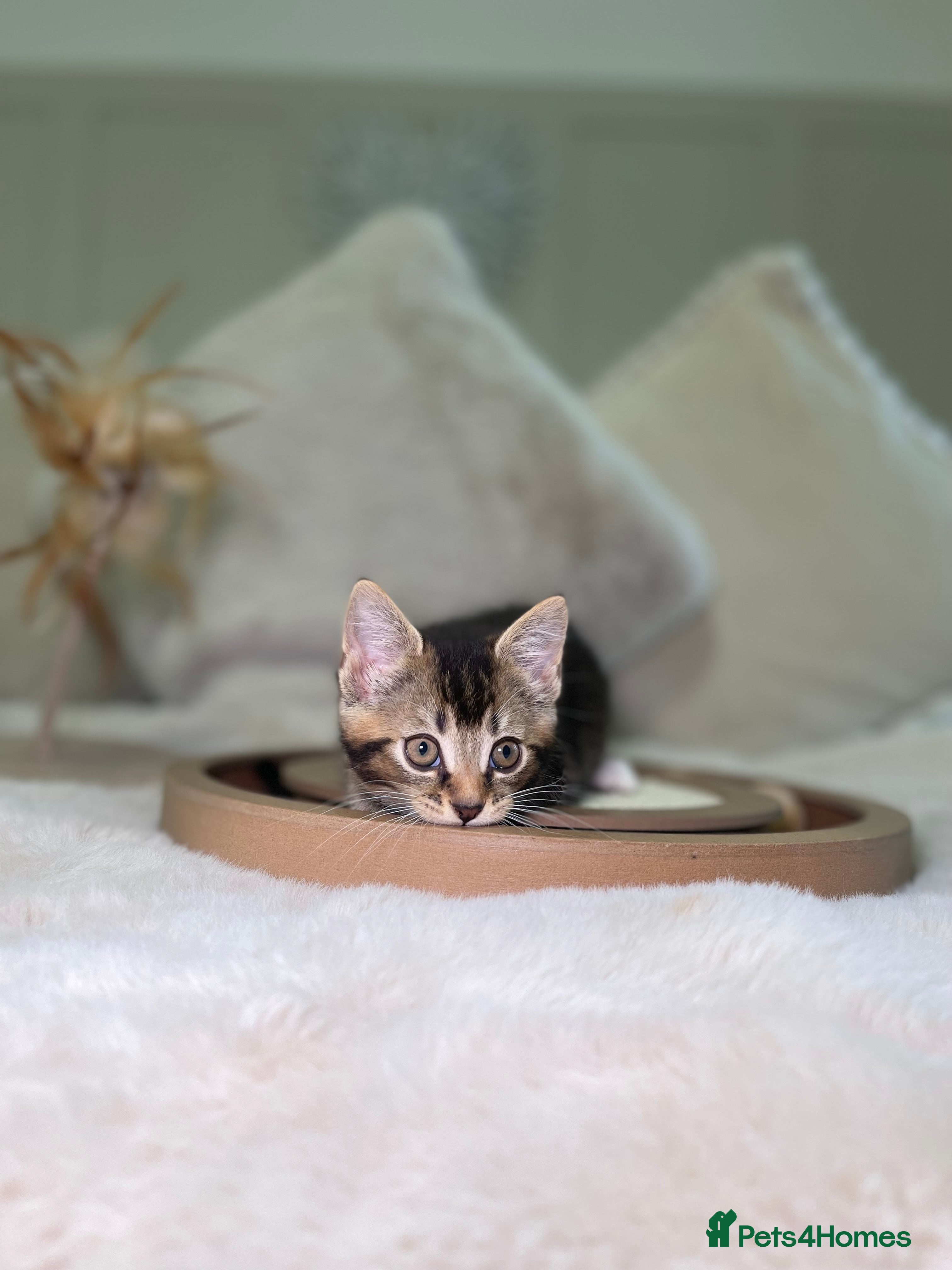 Mixed Breed cats Beautiful kittens 8 weeks old ready now  - Advert 1