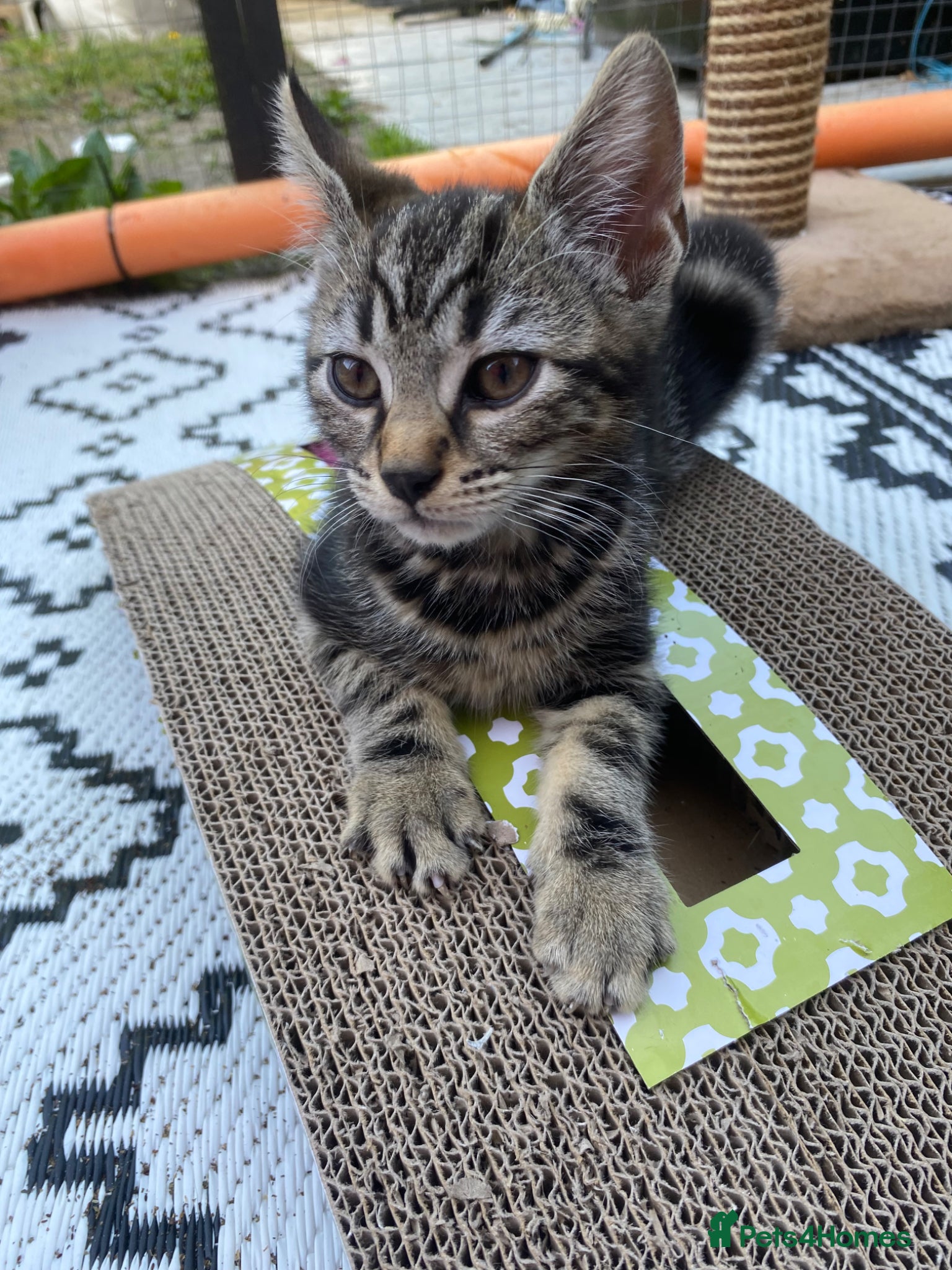 Bengal cats Male Bengal kittens, needing  a ❤️🏡 - Advert 3