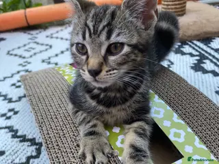 Bengal cats Male Bengal kittens, needing a ❤️🏡 - Advert 3