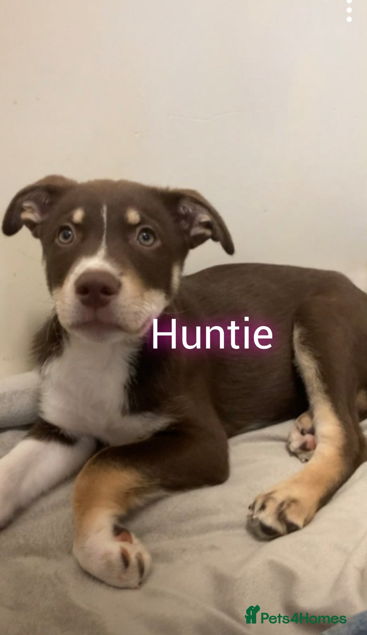 Mixed Breed dogs Babies Ready Now  - Advert 1